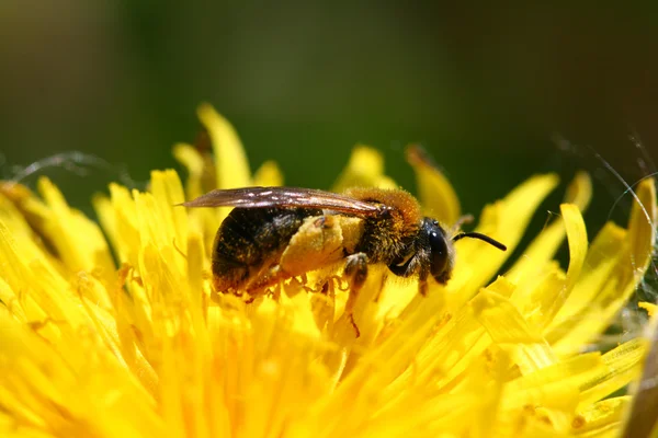 Biene auf Kamille — Stockfoto