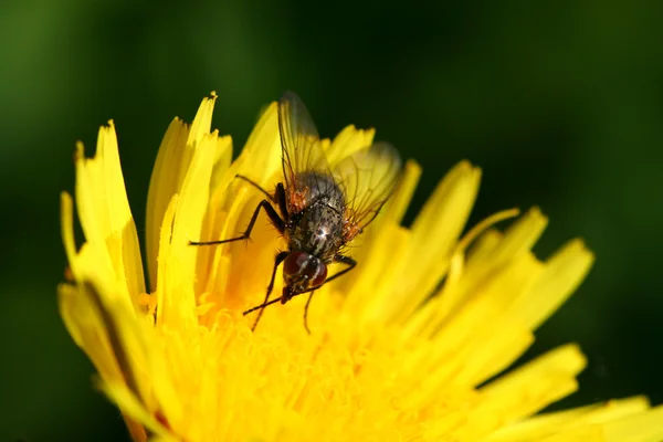 Papatya üzerinde arı — Stok fotoğraf