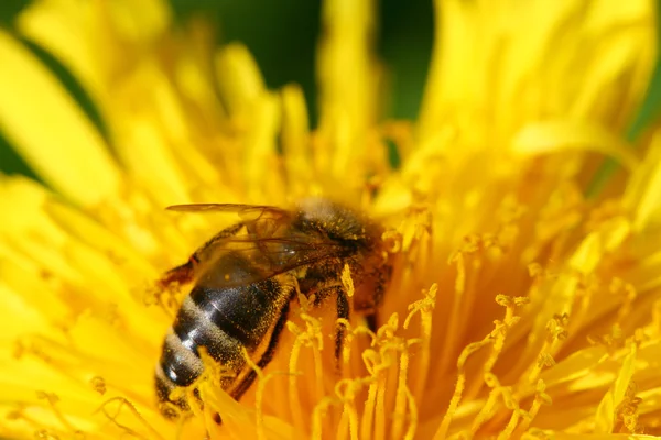 Μακροεντολή Μέλισσα Κίτρινο Λουλούδι Πικραλίδα — Φωτογραφία Αρχείου