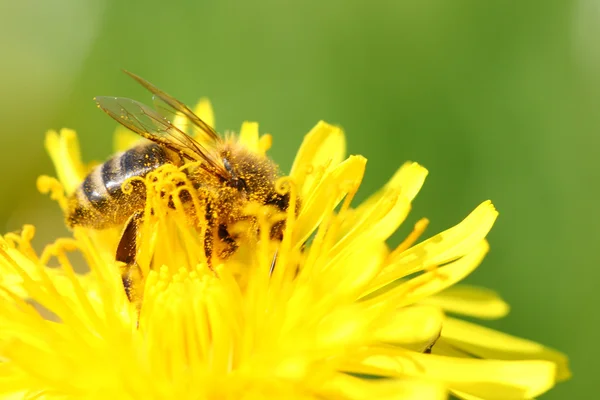 マクロ黄色のタンポポの花の蜂 — ストック写真