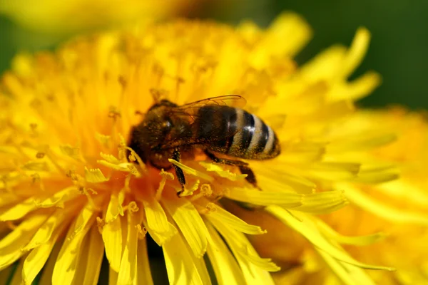 Makro Mehiläinen Keltainen Voikukka Kukka — kuvapankkivalokuva