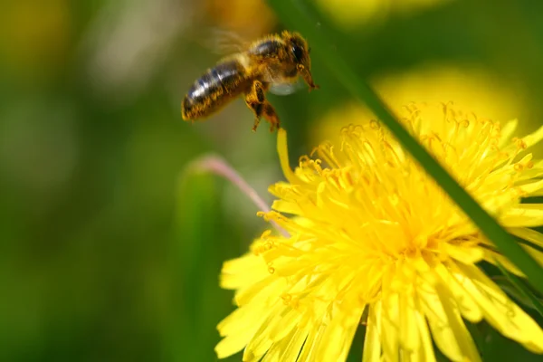 Makro Včela Žluté Květině Pampeliška — Stock fotografie