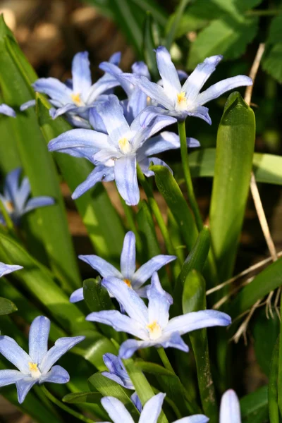 Blau Frühling Blume Natur Hintergrund — Stockfoto