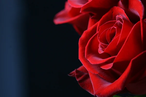 Vermelho Rosa Close Macro — Fotografia de Stock