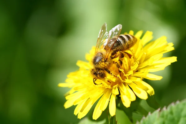 Makro Včela Žluté Květině Pampeliška — Stock fotografie