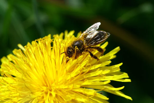 Makro Arı Sarı Karahindiba Çiçeği Üzerinde — Stok fotoğraf