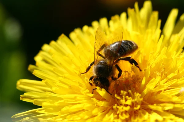 Mehiläinen voikukka — kuvapankkivalokuva