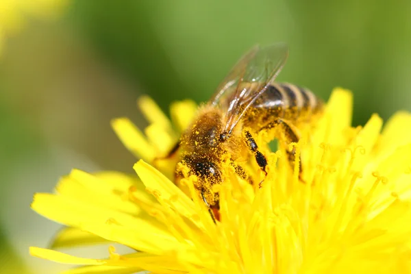 Makro Arı Sarı Karahindiba Çiçeği Üzerinde — Stok fotoğraf