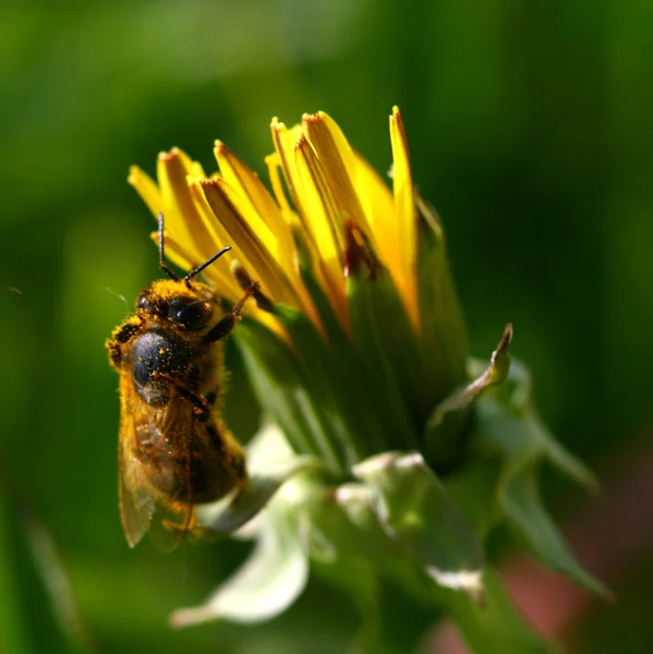 Mehiläinen voikukka — kuvapankkivalokuva