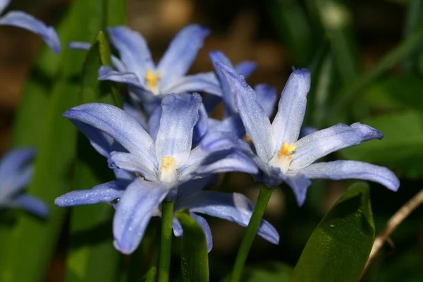 Kék tavaszi virág — Stock Fotó