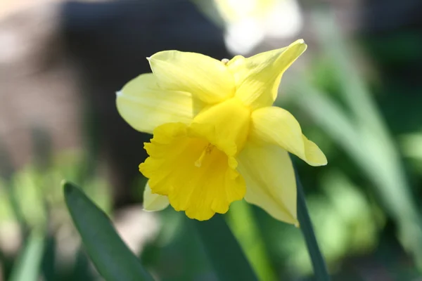 Жовтий Нарцис — стокове фото