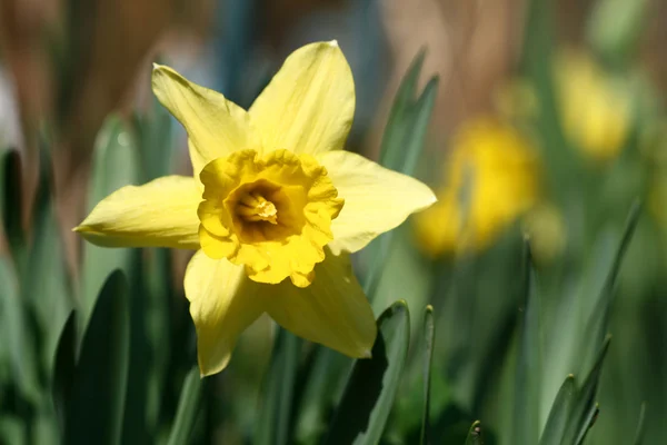 绿色背景春季黄色的花朵水仙 — 图库照片