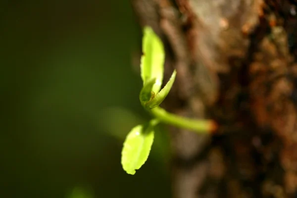 Holz Und Neue Lebenspflanze Dunkeln — Stockfoto