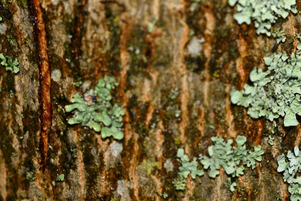 Holz Makro Nahaufnahme Natur Hintergrund — Stockfoto