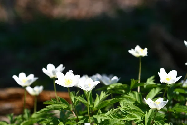 Primavera Windflower Bella Natura Sfondo — Foto Stock