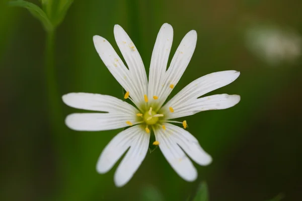 白い花の自然の背景 — ストック写真