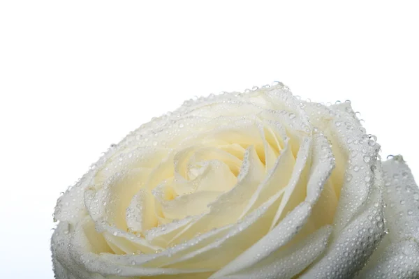 Biała Róża Szczegół Makro — Zdjęcie stockowe
