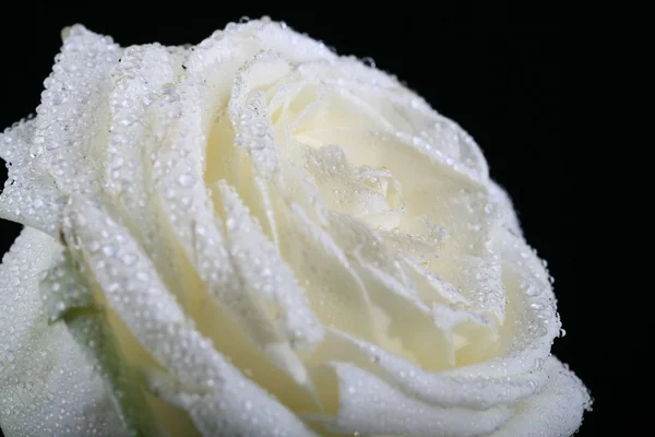 Biała Róża Szczegół Makro — Zdjęcie stockowe