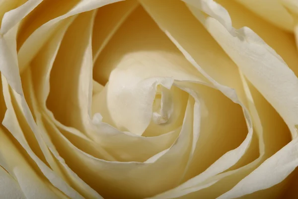 Біла Троянда Крупним Планом Макрос — стокове фото
