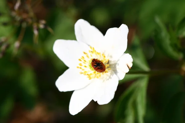 Uğur Böceği Gitmek Için Mavi Gökyüzü Beyaz Çiçek — Stok fotoğraf