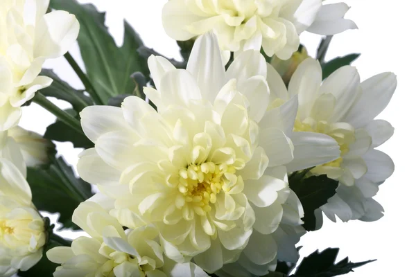 Bellissimo Fiore Bianco Primaverile Primo Piano — Foto Stock