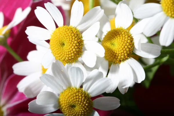 Beautiful White Spring Flower Close — Stock Photo, Image