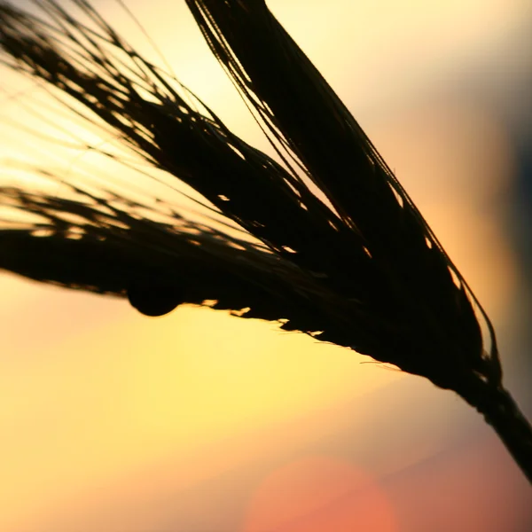 Východ Slunce Pšenice Rostlin Zblízka — Stock fotografie