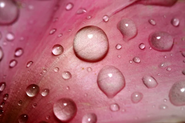 Φυσικό Waterdrop Στο Ροζ Φύλλο Μακροεντολών — Φωτογραφία Αρχείου