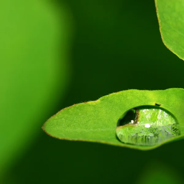 Natuurlijke Waterdrop Groene Blad Macro — Stockfoto