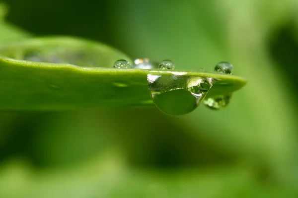 Naturliga Vattendroppe Gröna Löv Makro — Stockfoto