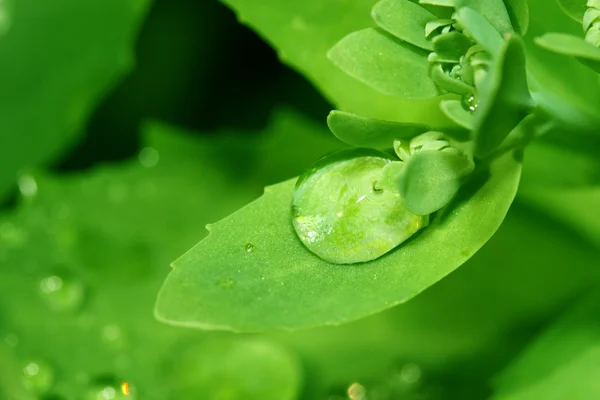 Φυσικό Waterdrop Πράσινο Φύλλο Μακροεντολών — Φωτογραφία Αρχείου