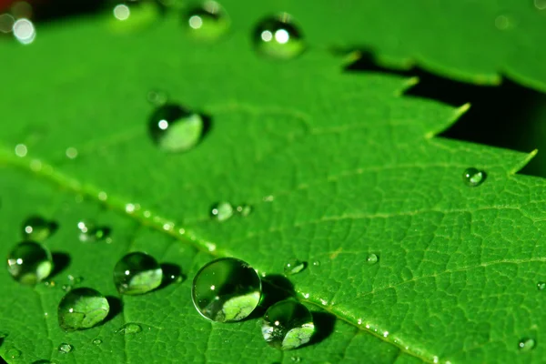 Yeşil Yaprak Makro Üzerinde Doğal Waterdrop — Stok fotoğraf