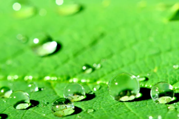 Zöld Levél Makró Természetes Vízcsepp — Stock Fotó