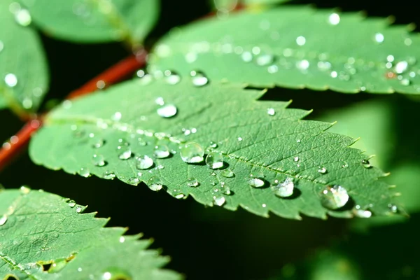 stock image Natural waterdrop on green leaf macro