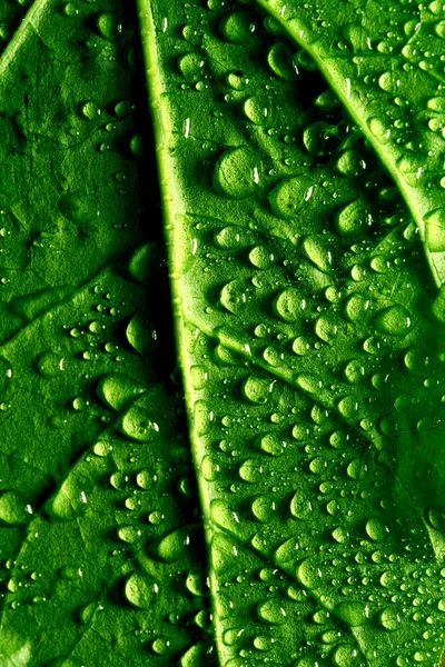 Gotas Agua Sobre Hoja Planta Verde Macro — Foto de Stock