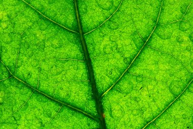 Macro green leaf structure background clipart