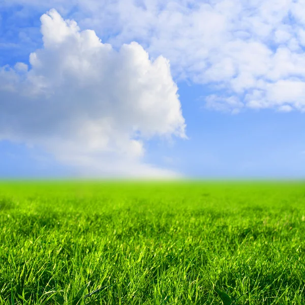 Sky Grass Field Nature Background — Stock Photo, Image