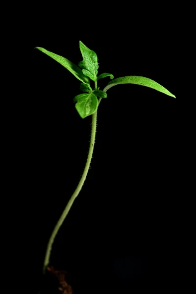 Новое растение — стоковое фото