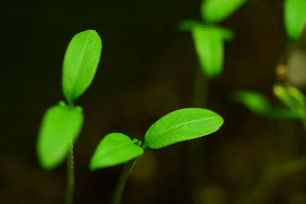 Plante Nou Concept Creștere Vieții — Fotografie, imagine de stoc