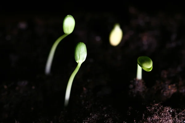 新しい生活の植物 — ストック写真