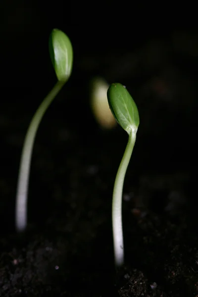 植物新生命增长概念 — 图库照片