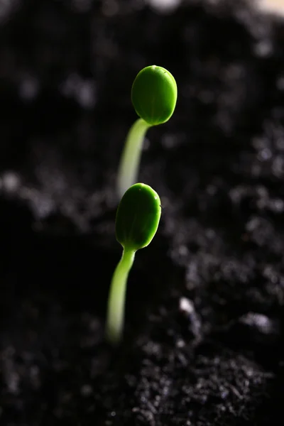 Bitki Yeni Hayat Büyüme Kavramı — Stok fotoğraf