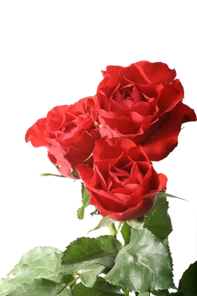 Schöne Rote Rose Frühling Blume Aus Nächster Nähe — Stockfoto