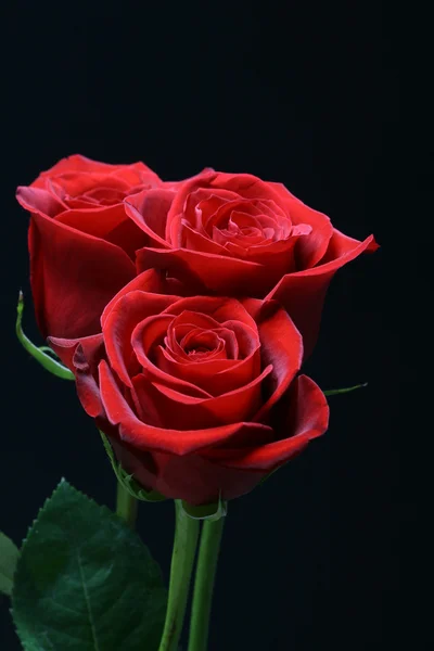 Hermosas rosas rojas —  Fotos de Stock