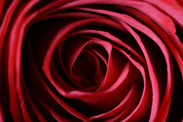 Macro rose — Stockfoto