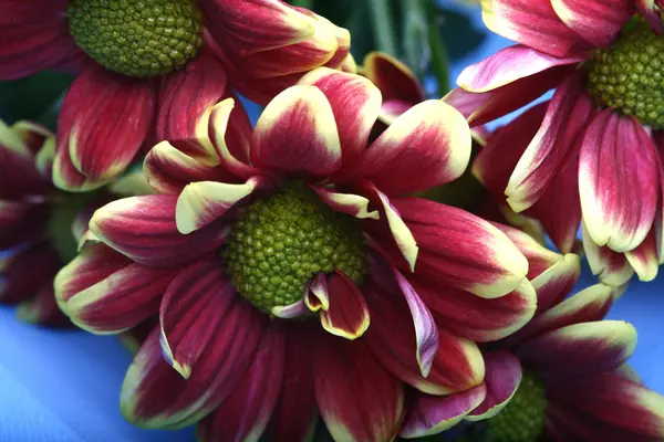 Szép Piros Tavaszi Virág Közelről — Stock Fotó