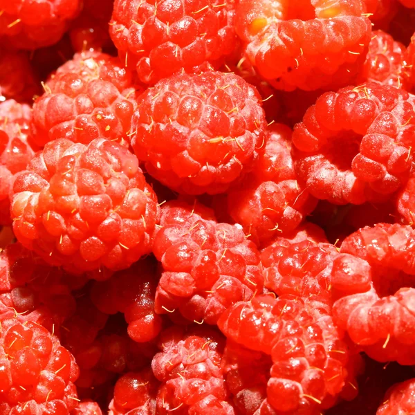 Red Wild Raspberry Macro Close — Stock Photo, Image