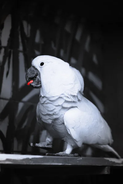 Neo papagáj — Stock Fotó