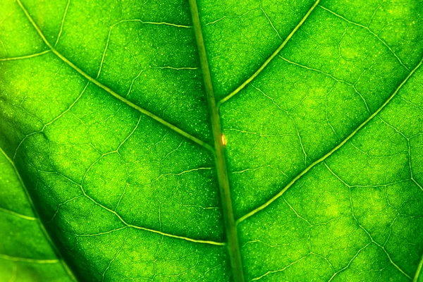 Μακροεντολή Πράσινο Φύλλο Δομή Φόντο — Φωτογραφία Αρχείου