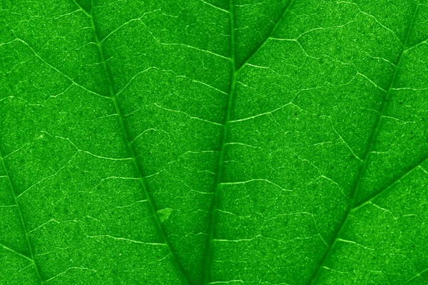マクロの緑の葉の構造の背景 — ストック写真